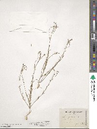 Linum strictum image