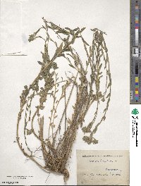 Linum hirsutum image