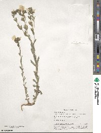 Linum hirsutum image