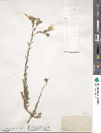 Linum hirsutum image