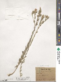 Linum hirsutum image