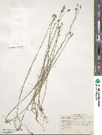 Image of Linum hologynum