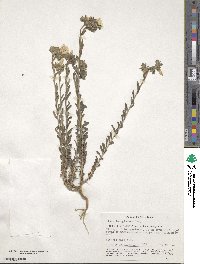 Linum hirsutum image