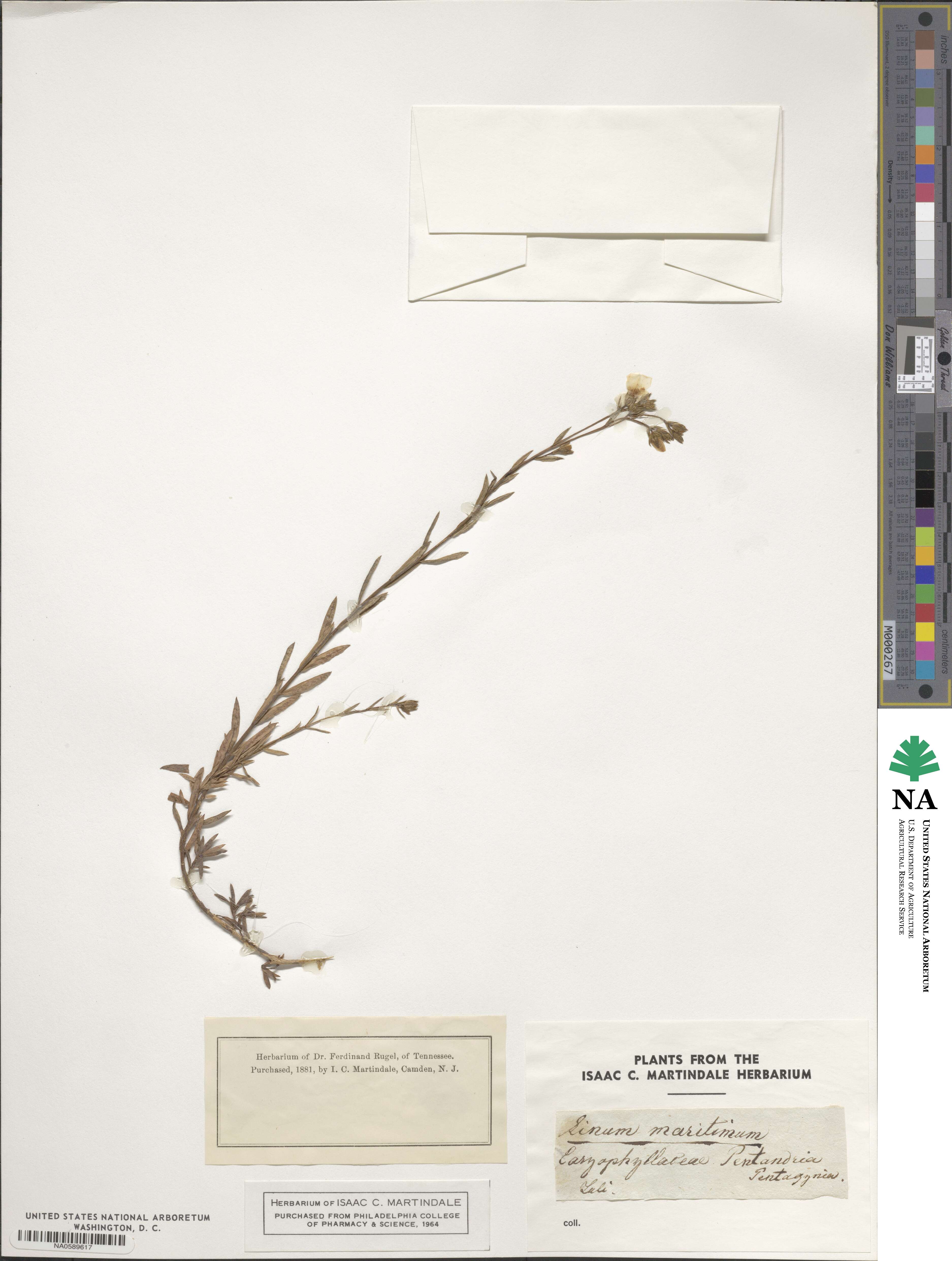 Linum maritimum image