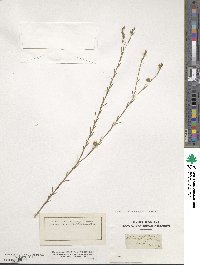 Linum narbonense image