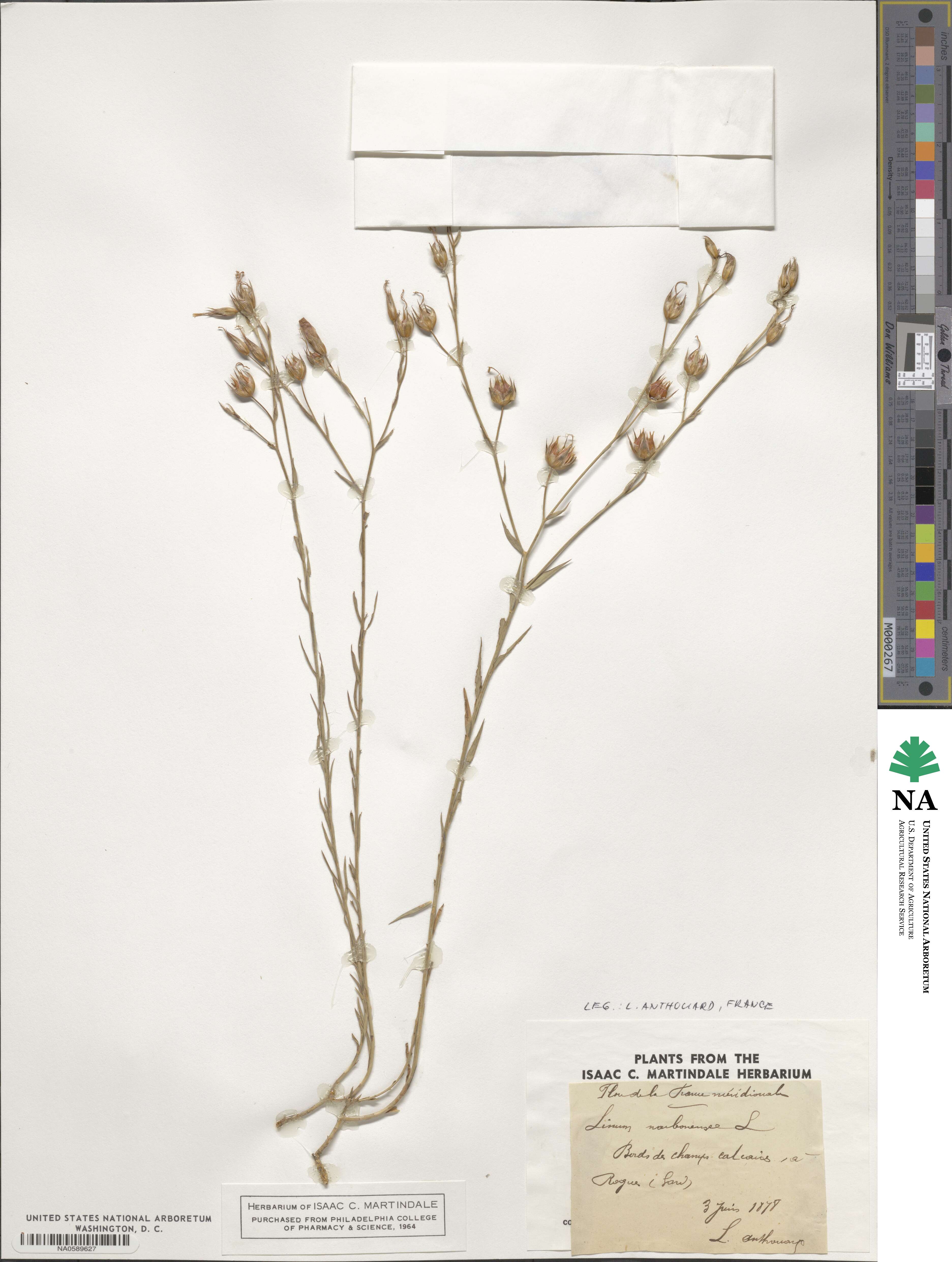 Linum narbonense image