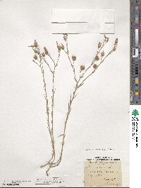 Linum narbonense image