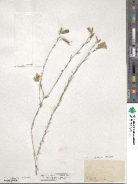 Linum narbonense image