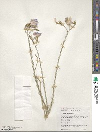 Linum narbonense image