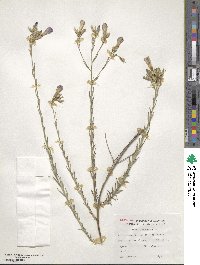 Linum narbonense image