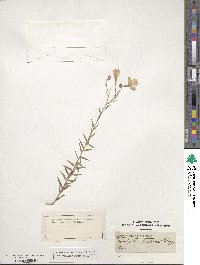 Linum narbonense image