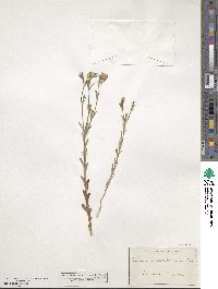 Linum nodiflorum image