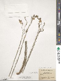 Linum perenne image