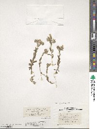 Linum pubescens image