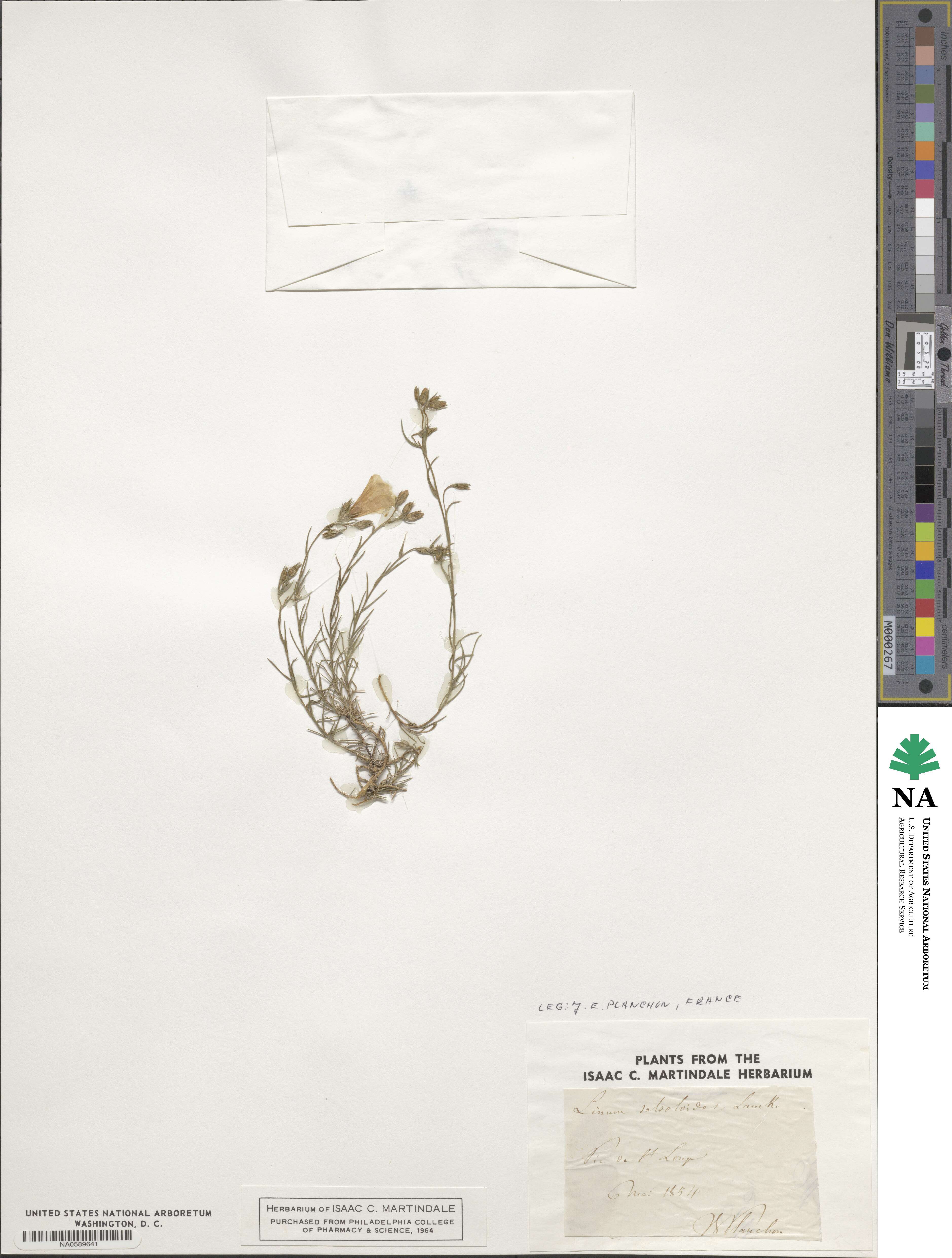 Linum salsoloides image