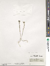 Linum strictum image