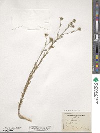 Linum strictum image