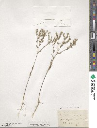 Linum strictum image