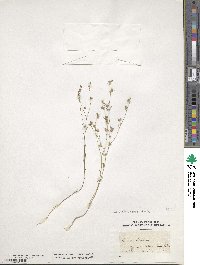 Linum strictum image