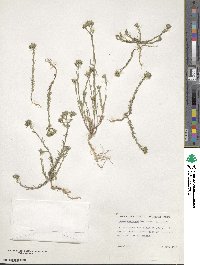 Linum strictum image