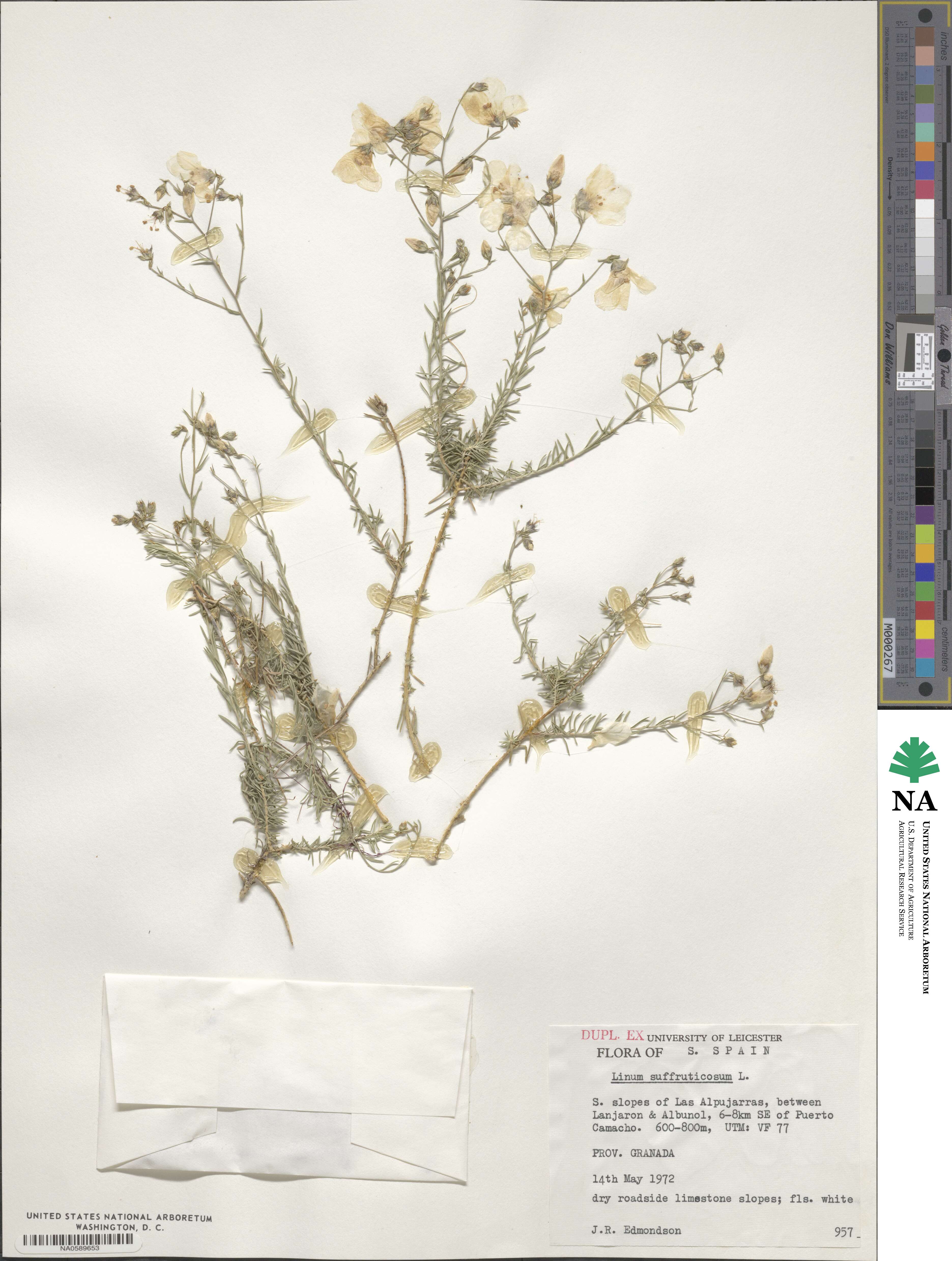 Linum suffruticosum image