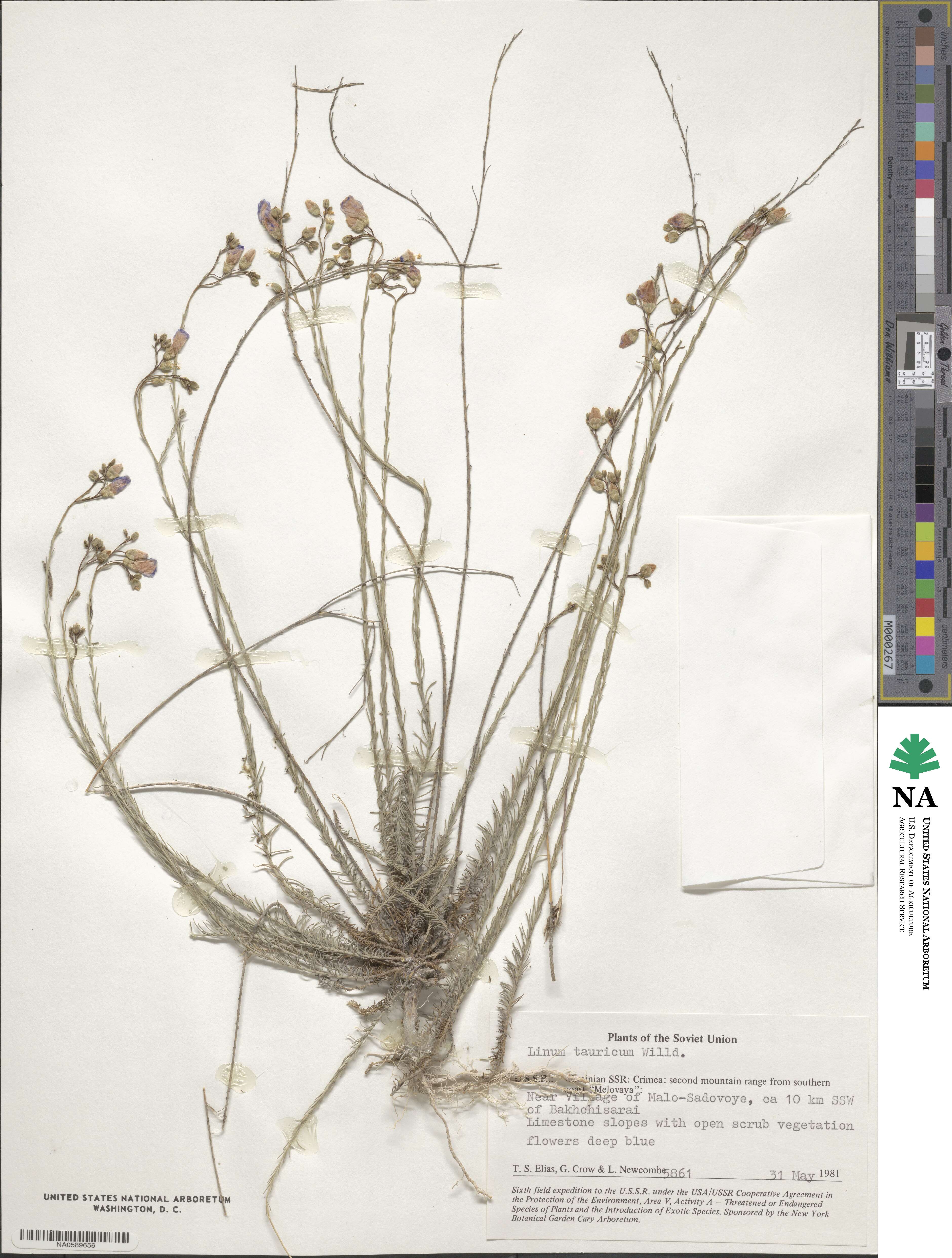 Linum tauricum image