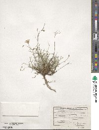 Linum tenuifolium image