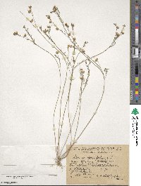 Linum tenuifolium image