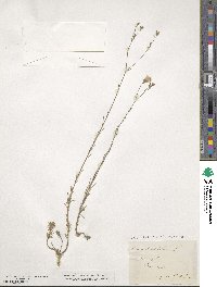 Linum tenuifolium image