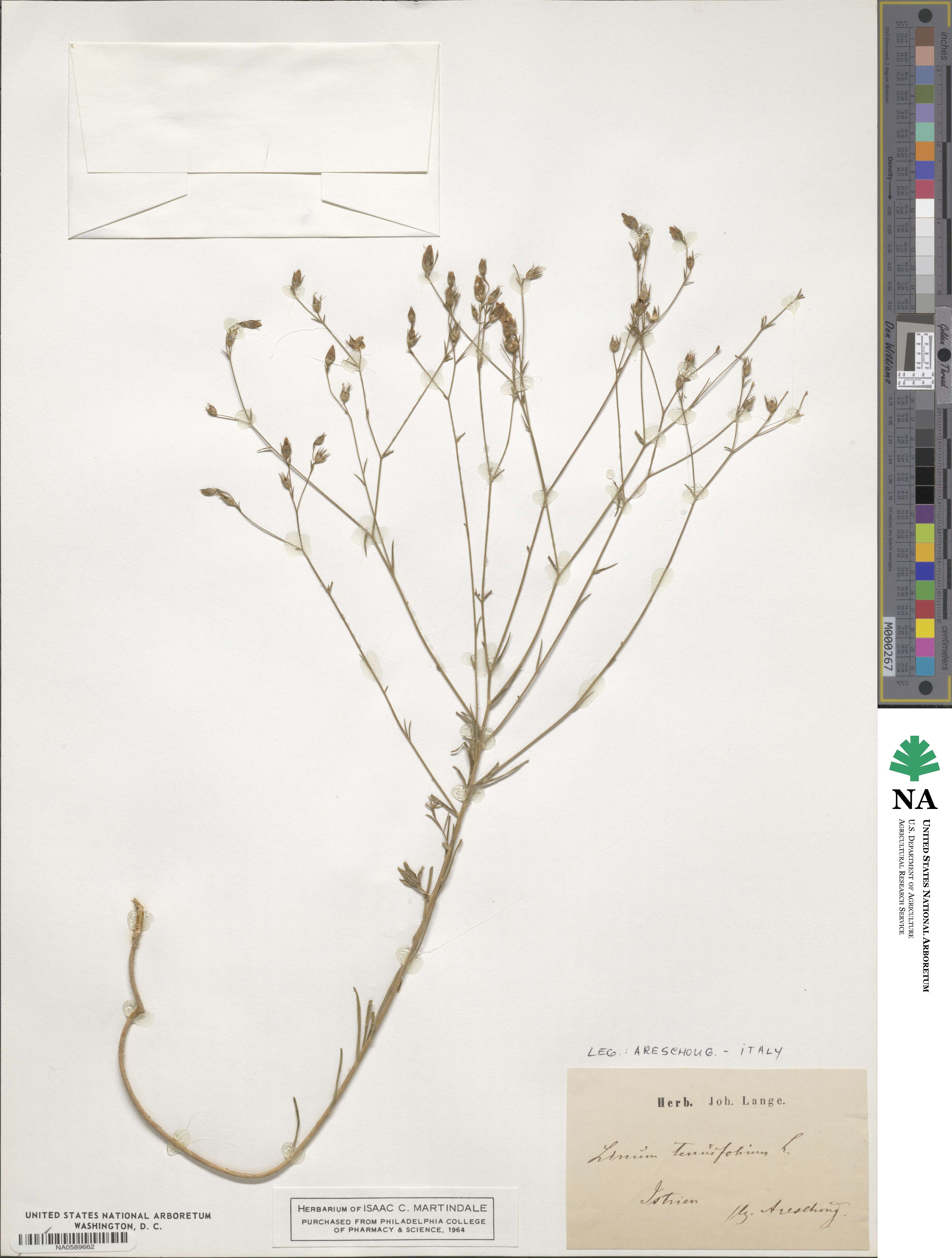 Linum tenuifolium image