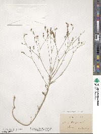 Linum tenuifolium image