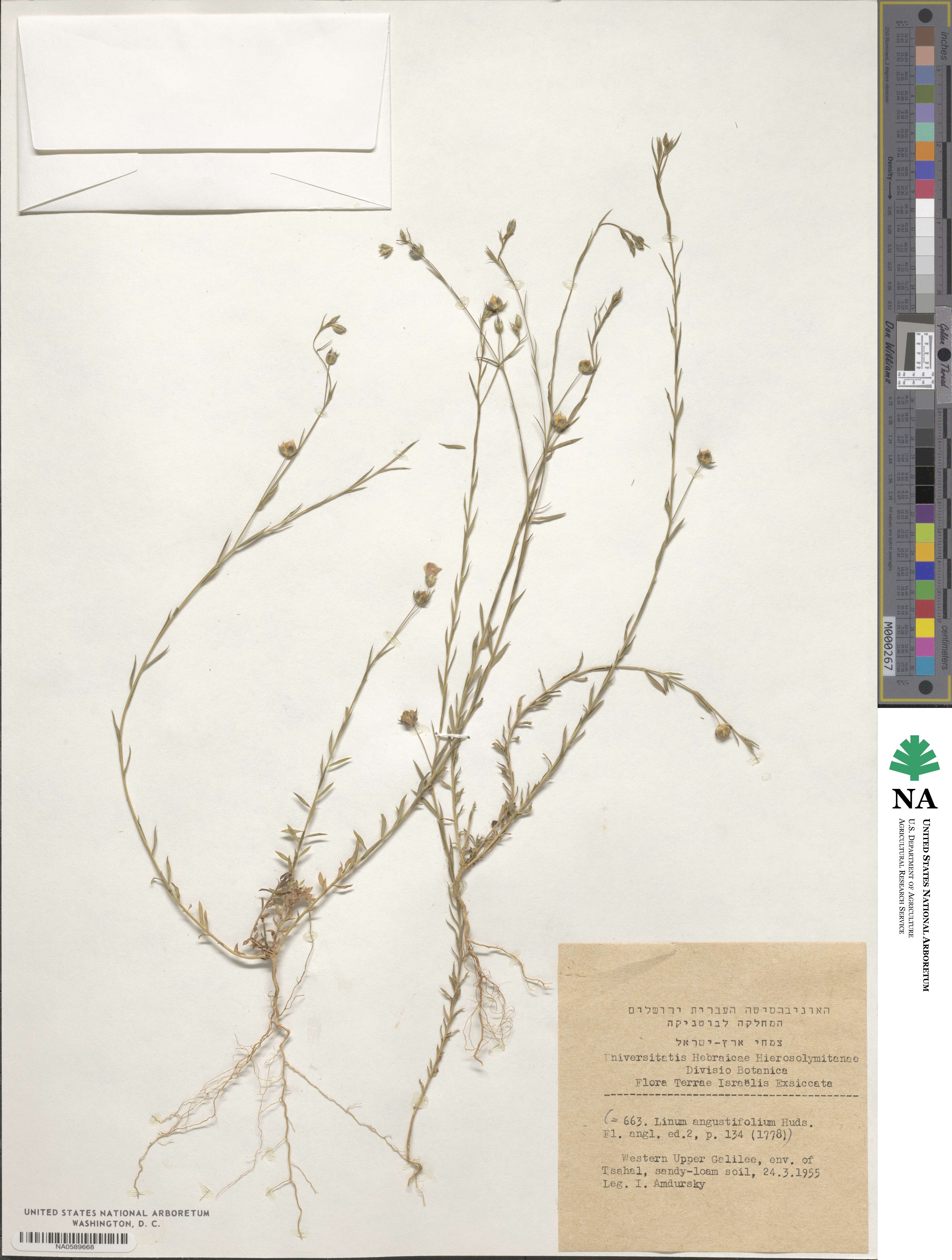 Linum austriacum subsp. austriacum image