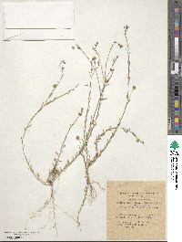 Linum austriacum subsp. austriacum image