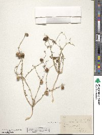 Linum austriacum subsp. austriacum image