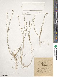 Linum austriacum image