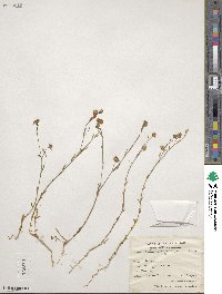 Linum austriacum image