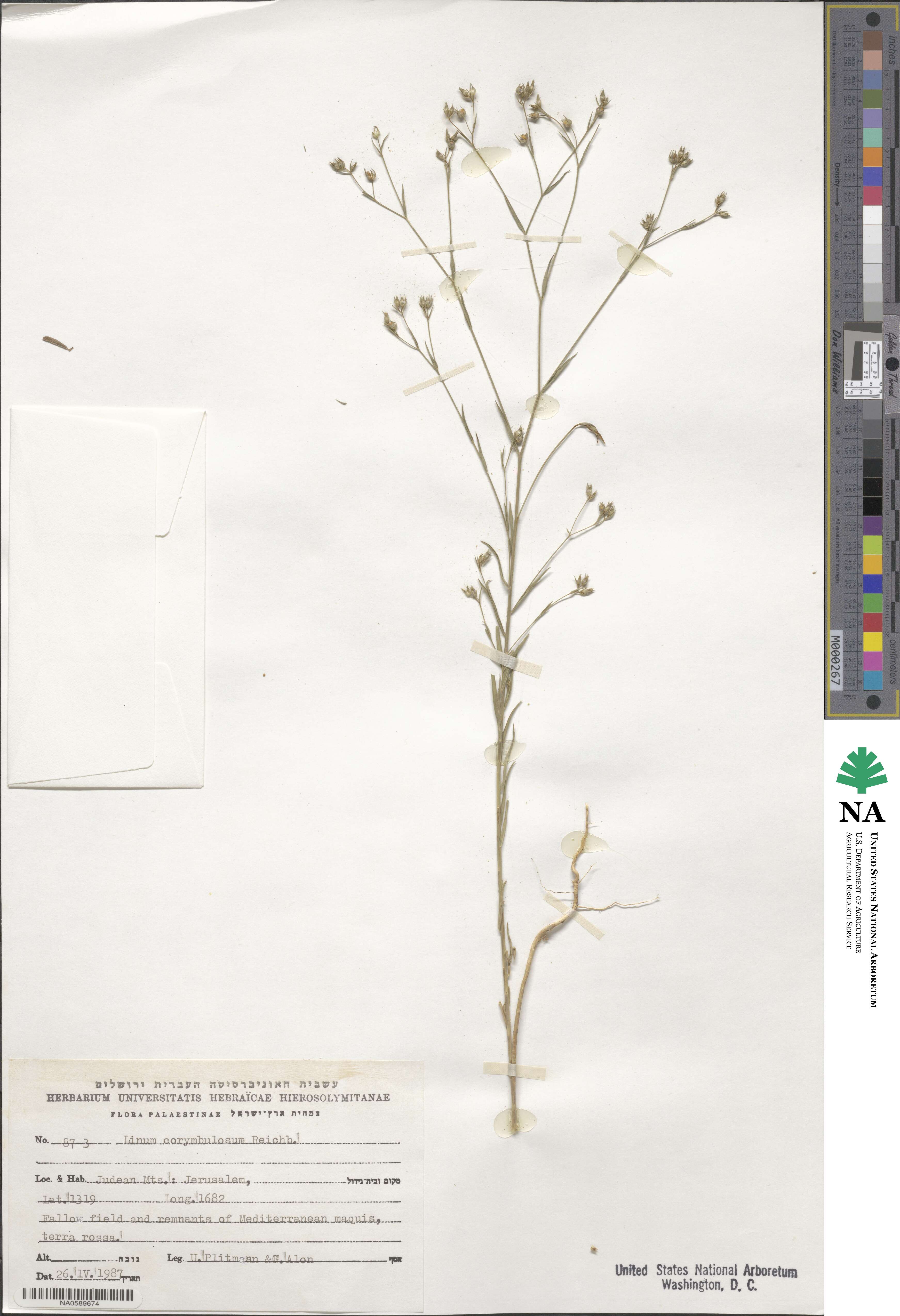 Linum corymbulosum image