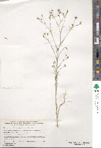 Linum corymbulosum image