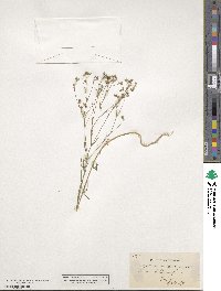 Linum strictum image