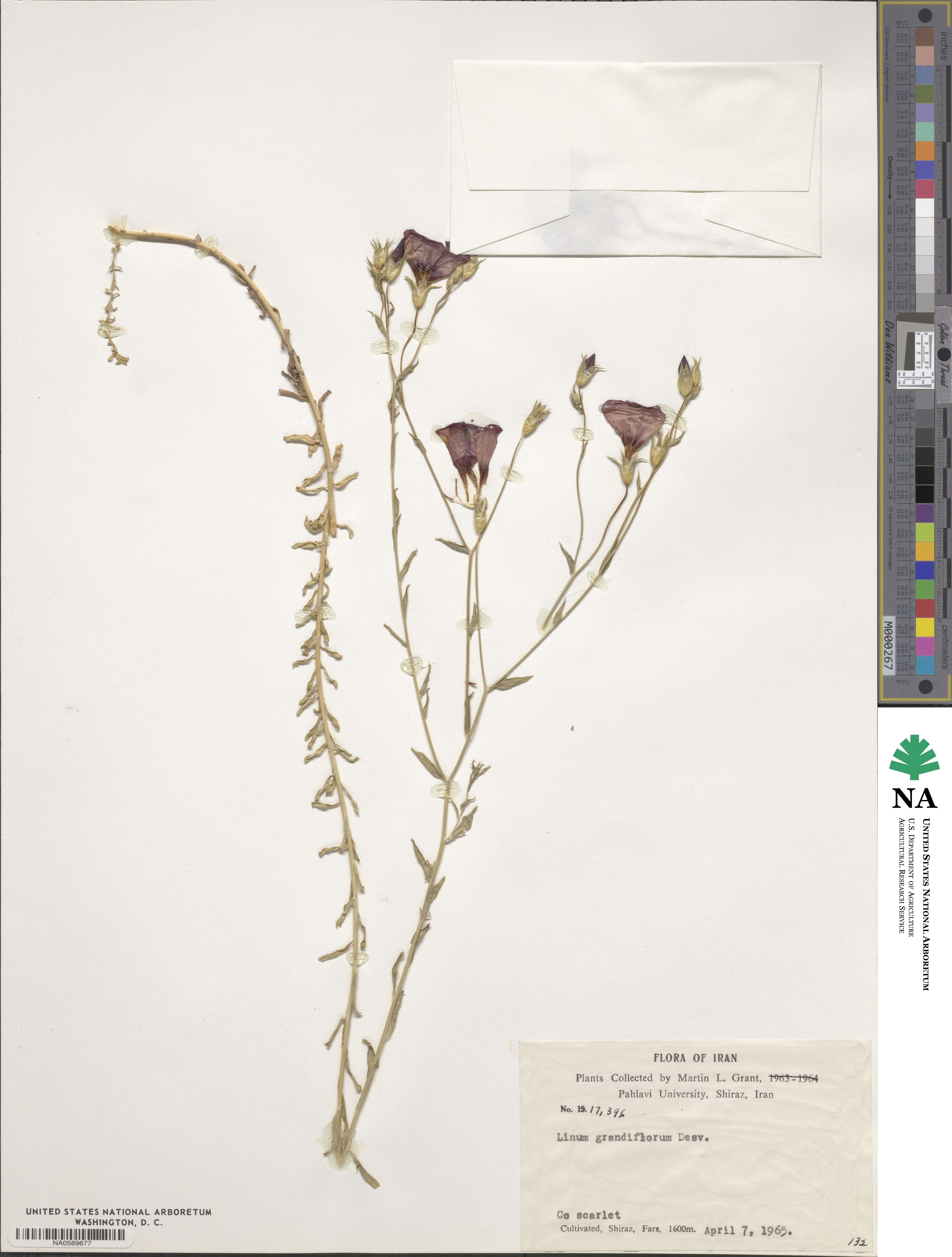 Linum grandiflorum image