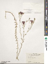 Linum grandiflorum image