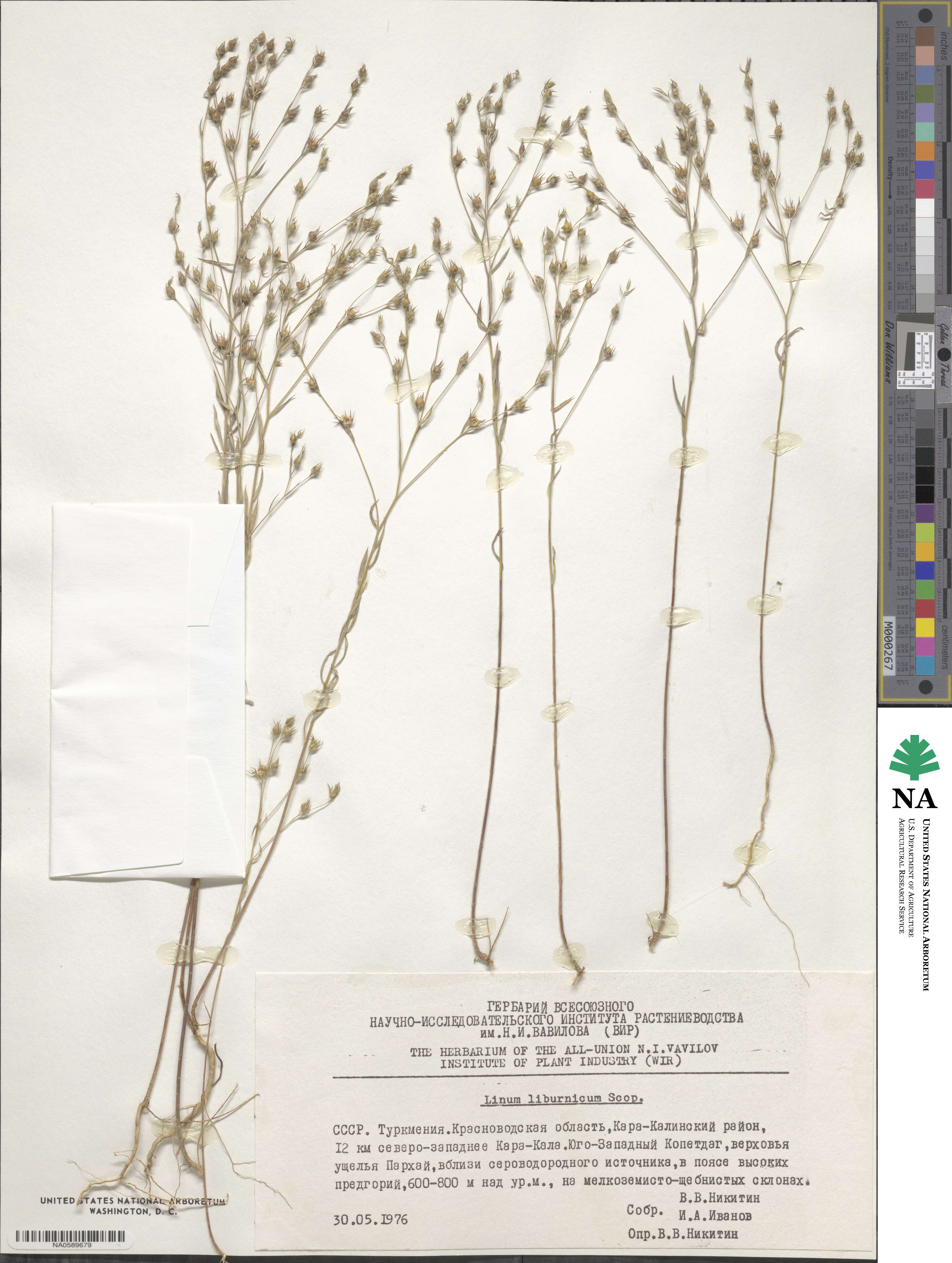 Linum corymbulosum image