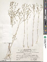 Linum corymbulosum image