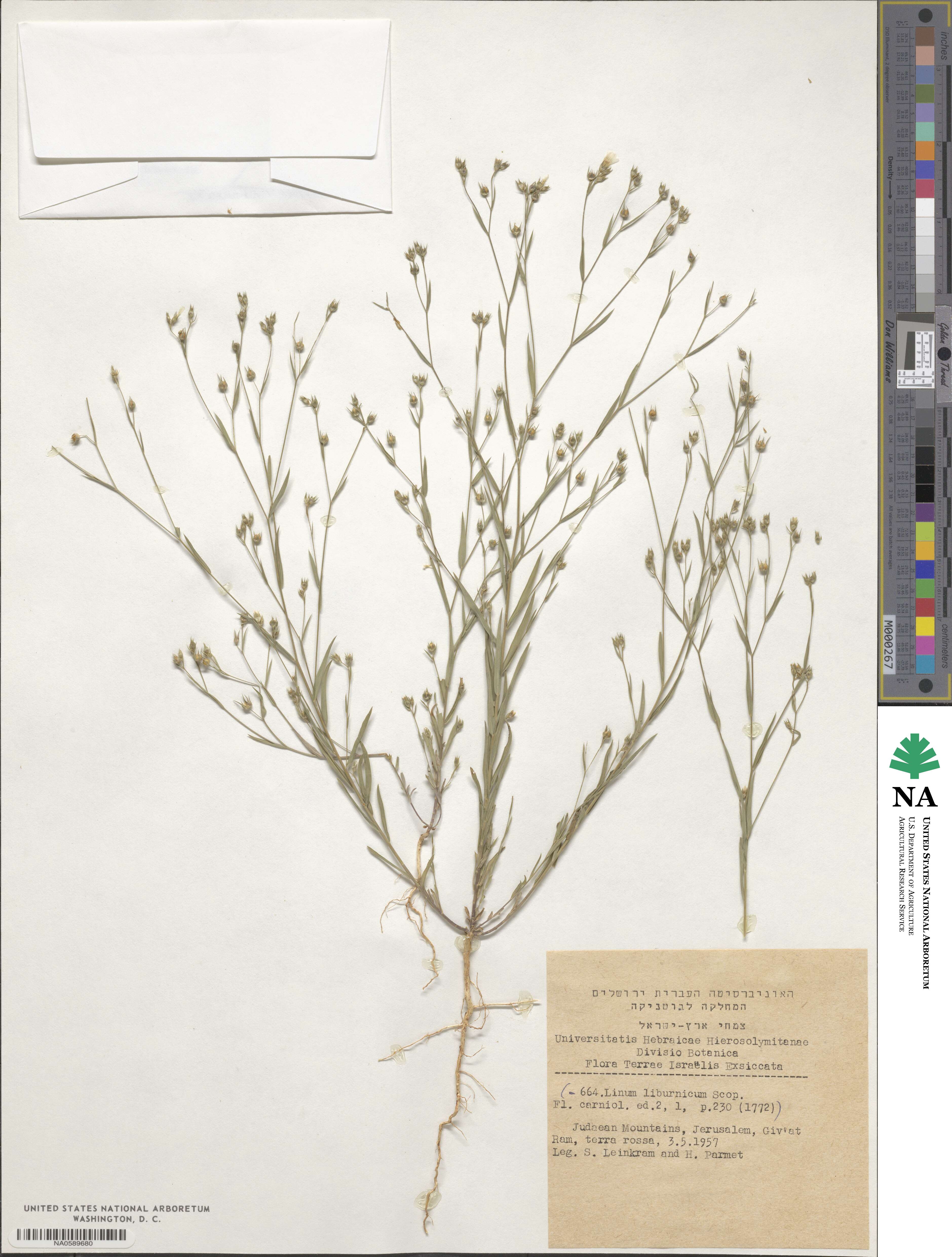 Linum corymbulosum image