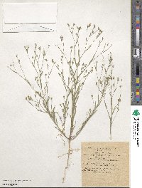 Linum corymbulosum image