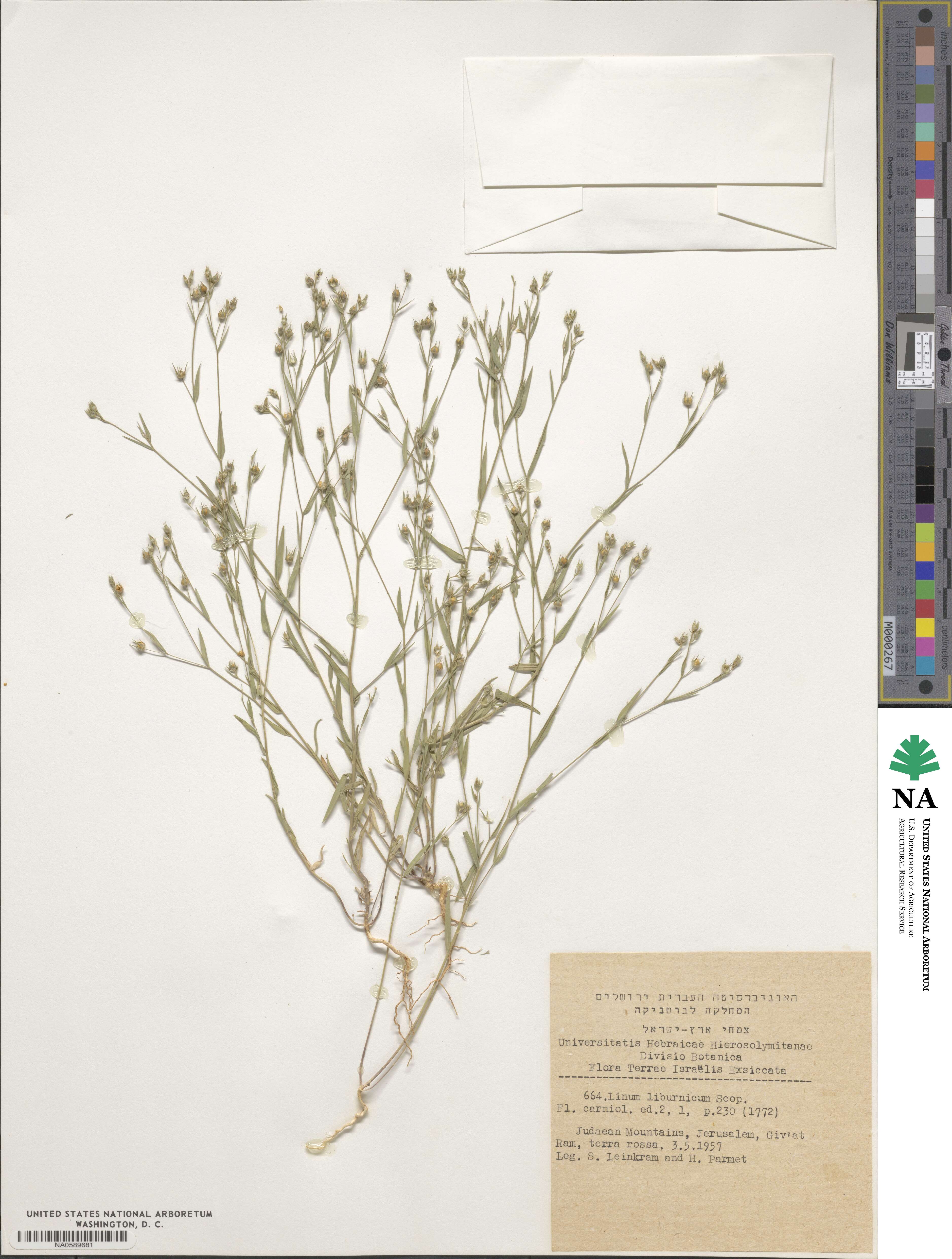 Linum corymbulosum image