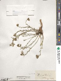 Linum mucronatum subsp. orientale image