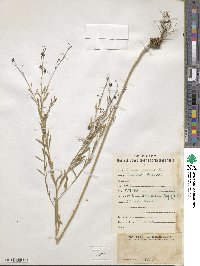 Linum perenne image