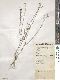 Linum perenne image