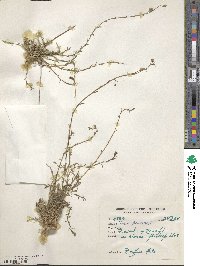 Linum perenne image